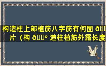 构造柱上部植筋八字筋有何图 🌴 片（构 🐺 造柱植筋外露长度一般为多长）